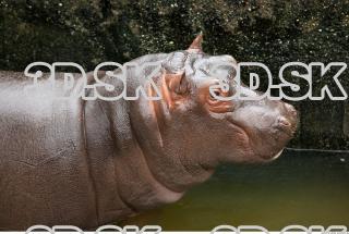 Hippo baby 0050